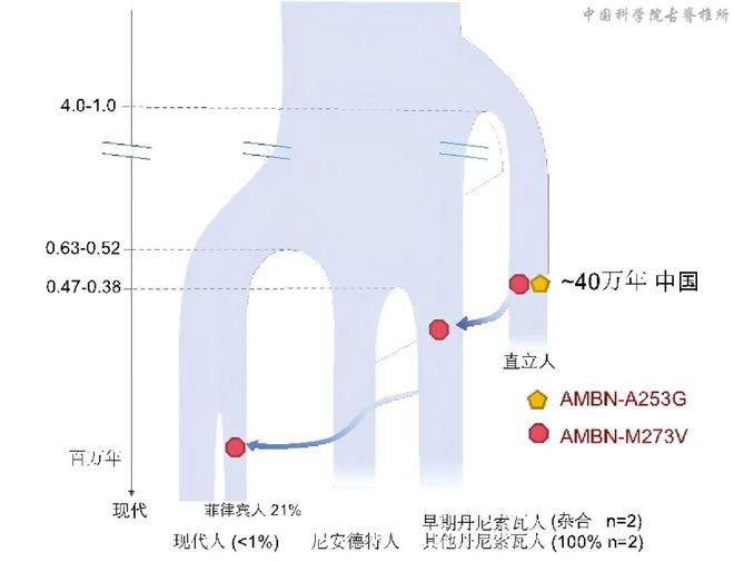  图2：氨基酸突变位点AMBN-M273V反映的可能基因流模型