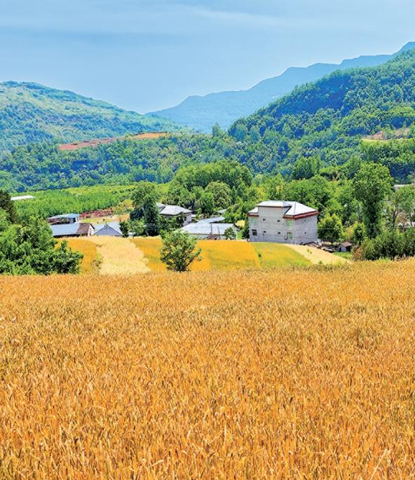 陕南 5月10日，在旬阳市双河镇吴家湾冬小麦种植基地，金黄色的麦穗随风摇曳，一片丰收景象。 通讯员 潘文进 摄