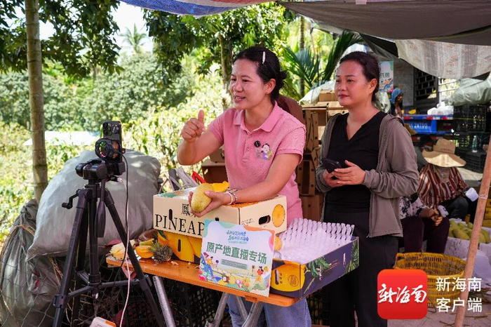 本土主播“乡姐阿碧”直播团队顶着烈日、扎根果地，开启一场现摘现发、沉浸式助农的金煌芒专场直播。记者 曹志 摄