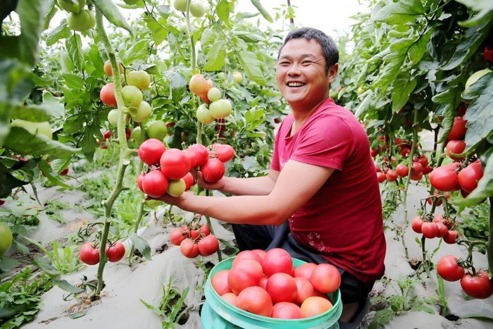 蔬菜大棚里，西红柿长势喜人。受访单位供图