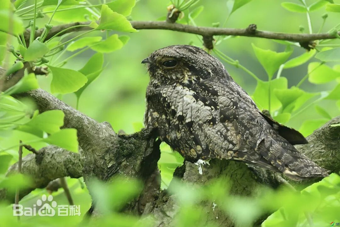 图源：百度百科