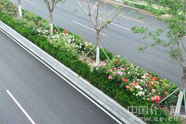 5月15日，北京一街角绿化带。（中国经济网 臧梦雅/摄）