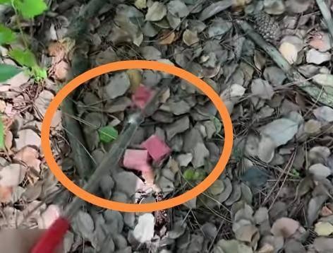 使用长夹子抓蜈蚣 图片来自于网络