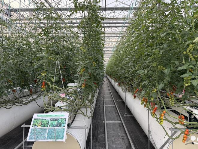 硅羿科技RNA生物农药在试验田实验中。受访者供图