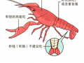 小龙虾迎来上市旺季，医生提醒：一天吃不超过15只