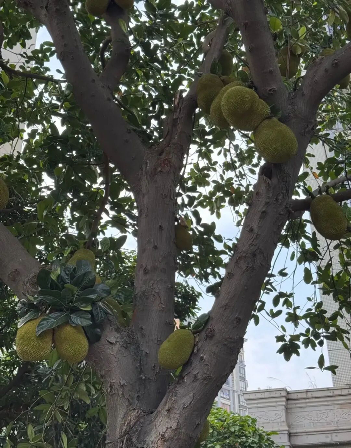 树上的菠萝蜜 图源网络