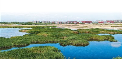 克拉玛依市区南郊的古海生态公园水草丰茂。本报记者贺勇摄