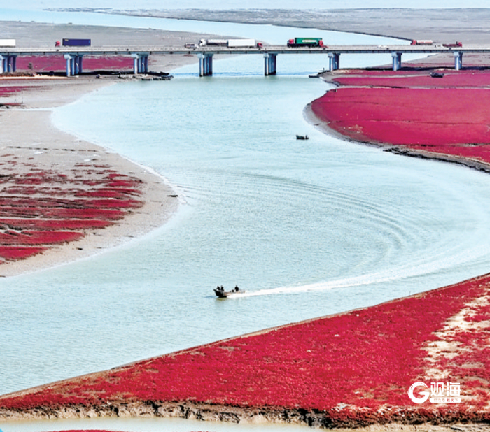 胶州湾畔的“红海滩”成为一道亮丽风景线。梁超 摄