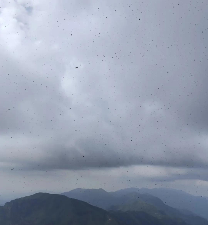 ▲武功山景区“臭屁虫”泛滥 图源网络