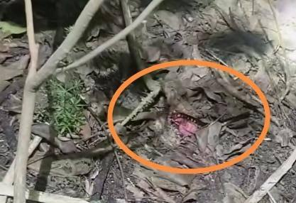 鸡头诱捕蜈蚣 图片来自于网络