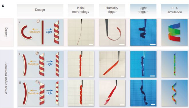 （来源：Light: Science & Applications）