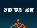 警惕“仅退款”被“羊毛党”滥用