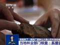 有网友爆料称广西大桶山“崖柏”被砍当柴烧？专家：系普通柏树