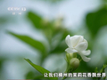 视频丨传统产业如何玩出新花样？解锁平陆运河沿线的“香甜密码”