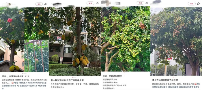 △南方城市的绿化果树（图源网络）