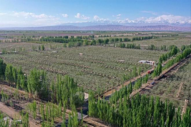 位于中国西部新疆维吾尔自治区、塔克拉玛干沙漠边缘的一片苹果园。 资料图