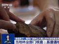 有网友爆料称广西大桶山“崖柏”被砍当柴烧？专家：系普通柏树