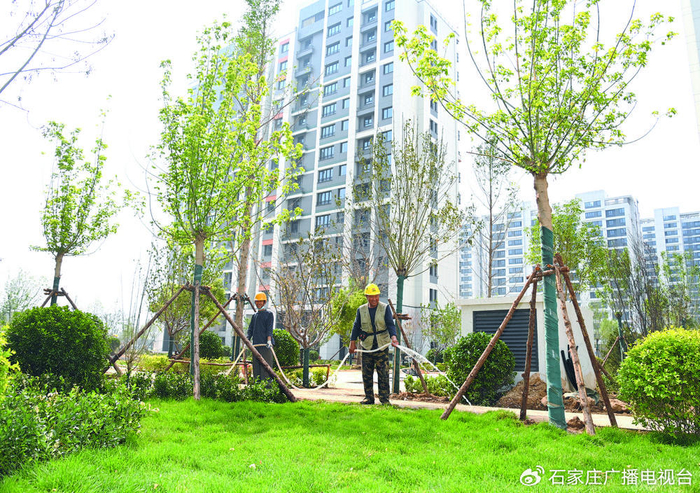 石家庄市新华区西营城中村改造项目27栋回迁楼已完成主体封顶和二次结构施工。图为工作人员正在加紧进行景观绿化。记者 张 震 摄