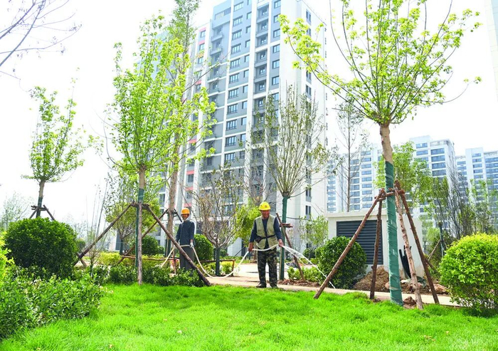 石家庄市新华区西营城中村改造项目27栋回迁楼已完成主体封顶和二次结构施工。图为工作人员正在加紧进行景观绿化。