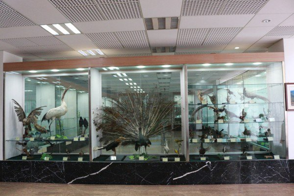 西南林业大学标本馆展厅内景