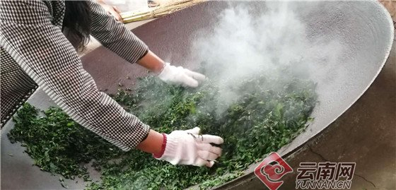 “桑叶茶”香飘云南 通讯员 杨丽芳 摄