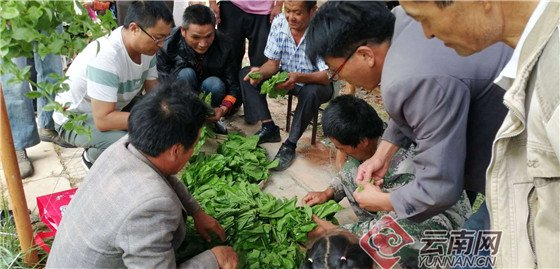 “桑叶茶”香飘云南 通讯员 杨丽芳 摄