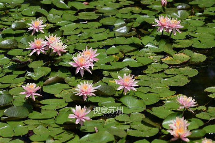 初夏时节，苏州虎丘湿地公园睡莲悄然绽放。吕俊龙 摄