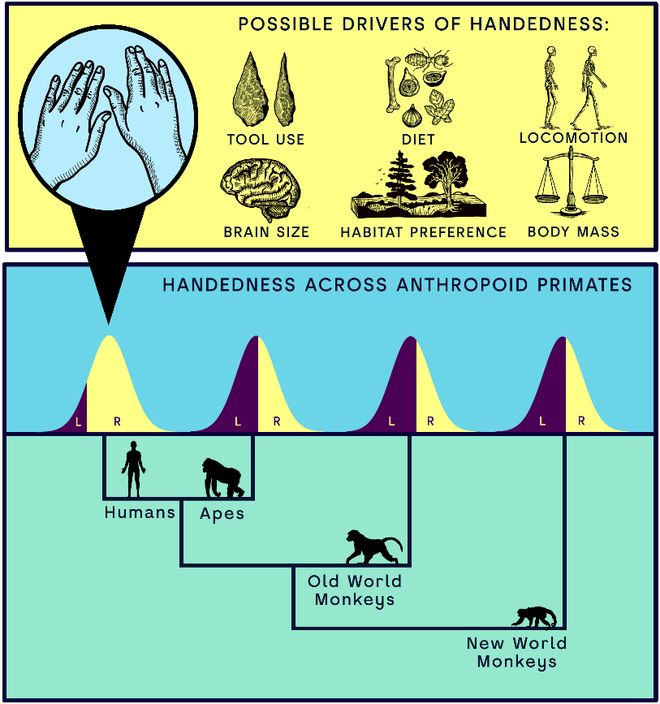 （来源：DOI: 10.1371/journal.pbio.3003771）