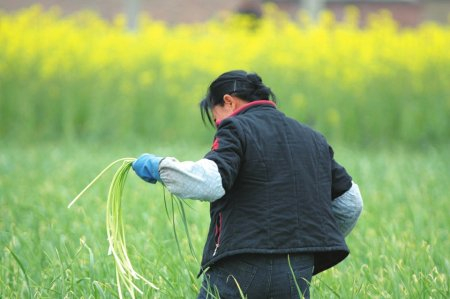 雅安市汉源县，蒜农正在田间收割蒜薹。杨涛摄