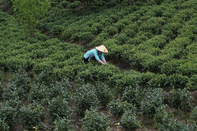 吴娟正在茶园里采茶。（胡弘彪|摄）
