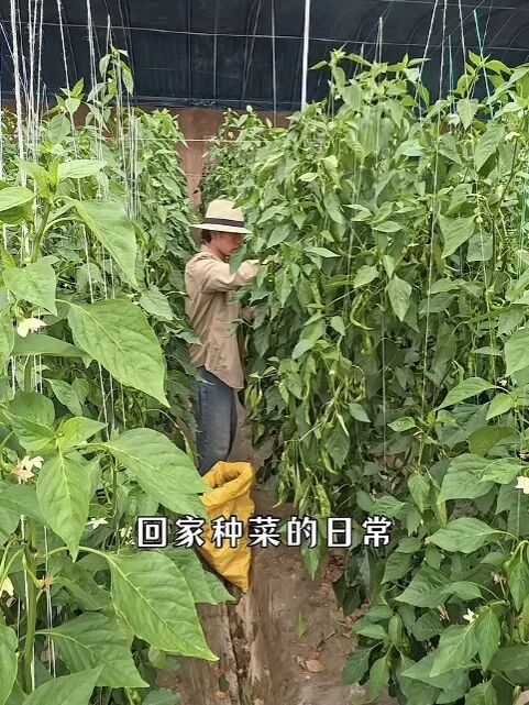 摘辣椒的张小磊/图源：@张小磊（种地版）