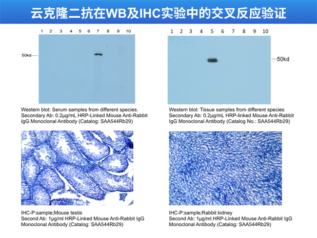图1云克隆二抗在WB及IHC实验中的交叉反应验证