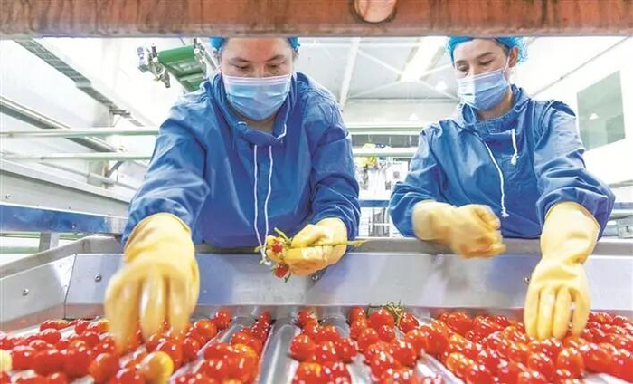 工人在新疆天番食品科技有限公司生产车间内筛选番茄（资料图片）。 兵团日报常驻记者 李嘉成 摄
