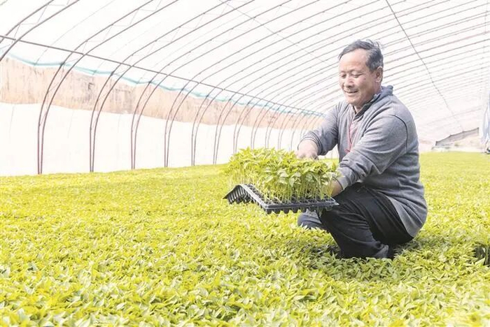 4月3日，种植户在二师二十二团辣椒育苗大棚内查看辣椒苗长势。 兵团日报常驻记者 李嘉成 摄