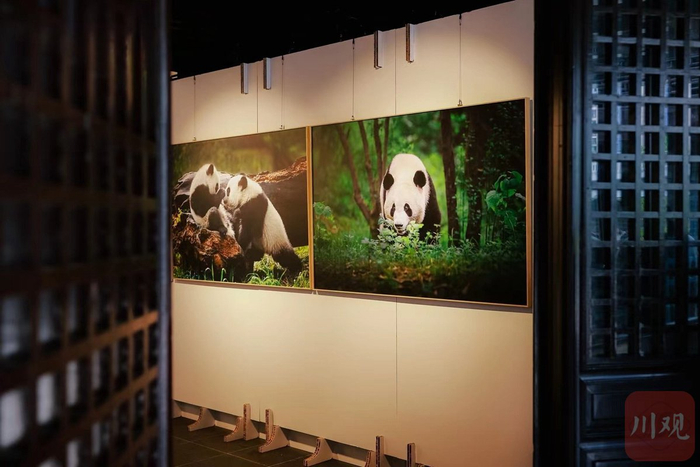 大熊猫主题展览展出现场。（受访者供图）