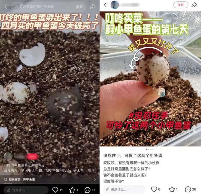图片源自小红书