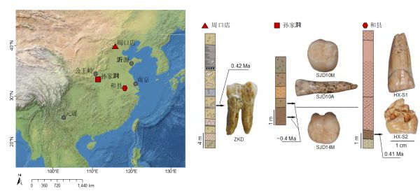 图片来源：古脊椎动物与古人类研究所