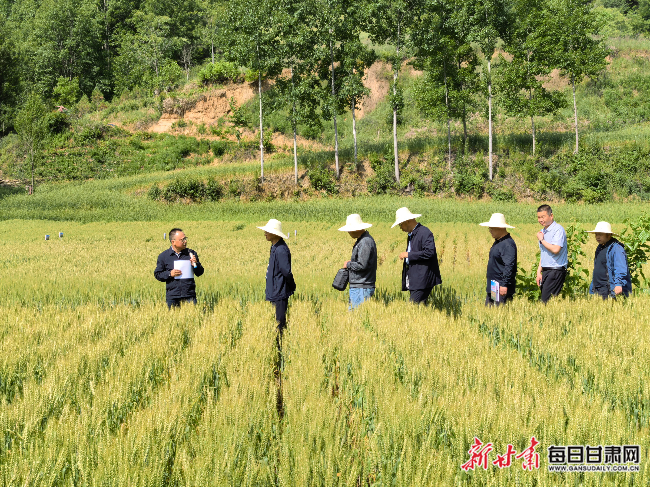 专家在康县查看小麦长势。图片由新甘肃·甘肃日报记者 冯宝强 摄