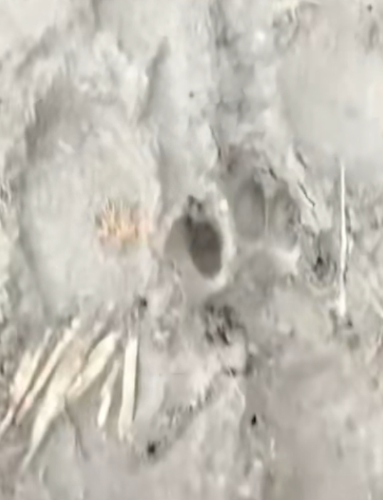 ▲网友发布的疑似大型猫科动物脚印视频截图