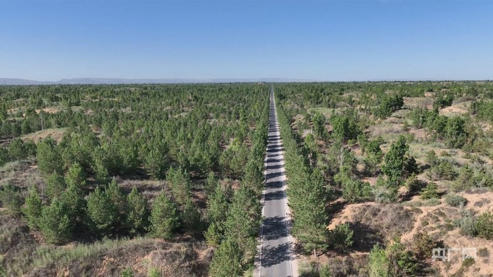 几十年后，那片小树苗，已经变成5万余株郁郁葱葱的树林（央广网发  内蒙古鄂尔多斯市乌审旗融媒体中心供图）
