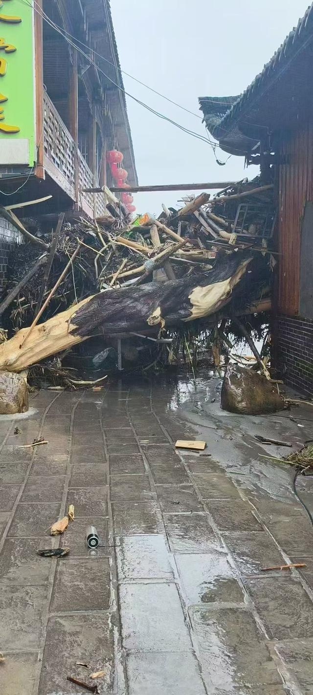 随山洪一起下来的树木。受访者供图
