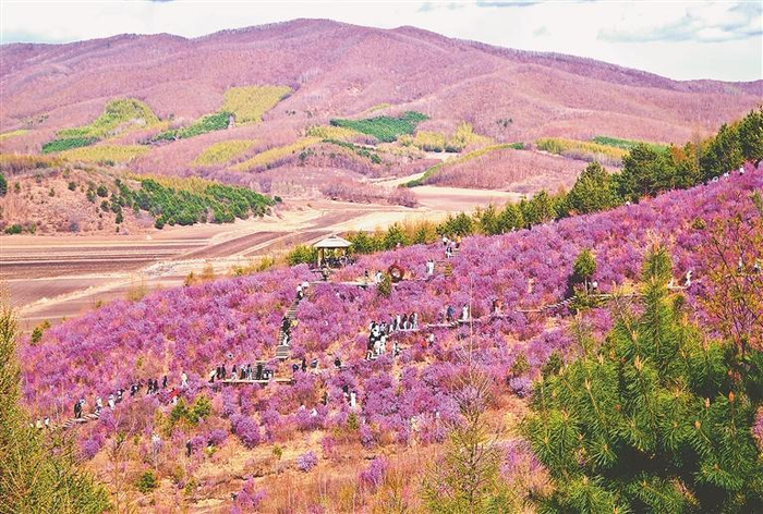     漫山遍野的杜鹃花。