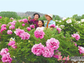 【图片新闻】临夏市种植的270亩珍稀牡丹竞相绽放