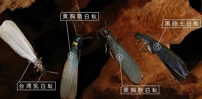 不同种类的白蚁