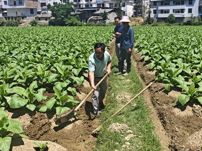 图为烟技员在田间为烟农示范排水沟挖设标准。黄朝江 摄