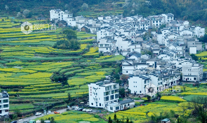春雨后的江西省婺源县篁岭梯田油菜花海与当地徽派民居相映成景 视觉江西  卓忠伟 单长华  摄