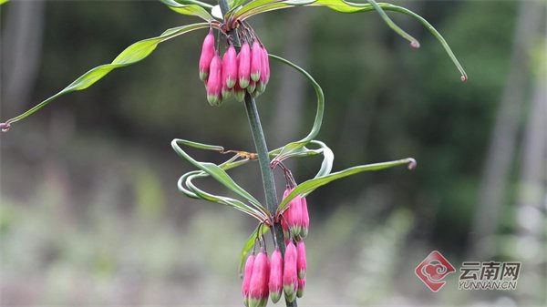滇黄精进入盛花期