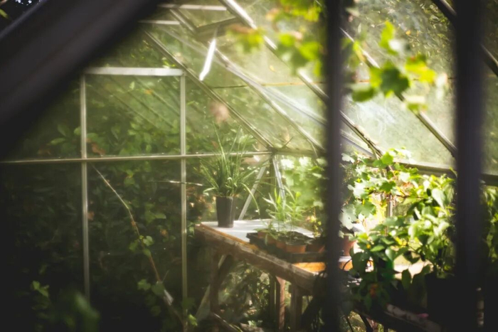 “温室中的花朵”