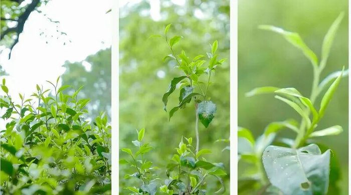 景迈山的茶叶 图源：普洱发布