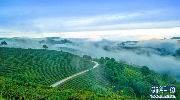 云南西双版纳布朗山的有机茶园（资料图）。新华网发